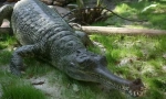Gavial gavial