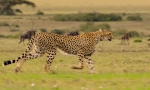 Cheetah: интересни факти за бърз бърз хищник