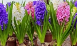 Hyacinth