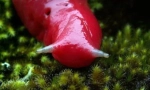 Гигантски розов планински slug caputar (5 снимки)