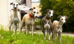 Greyhouound (снимка): кой в светлината на всичко е по-бърз - не наваксайте с куче сиво!