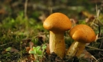 Гъби - царството на живите организми