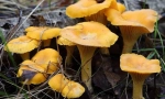 Chanterelles