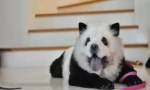 Хит китай: chow-chow panda
