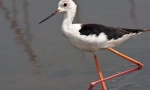 Stilt
