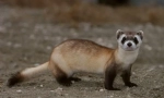 Ferreet american