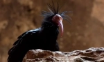 Ibis bald north