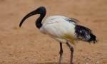 Ibis свещена