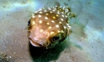 Игла