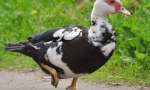 Вкъщи