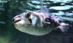 Интересни факти за риба fugu