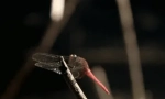 Интересни факти за dragonfly