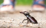 Интересни факти за beetle-deer