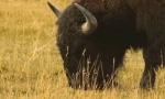 Интересни факти за бизона