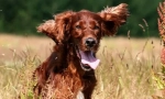 Irish setter