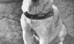 История hachiko - най-посветеният в света на psa (7 снимки)