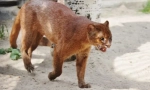 Jaguarundi
