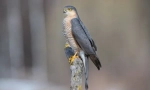Hawk-reseller