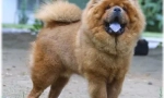 Low chow език: защо е син?