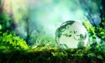 Екосистема: компоненти, структура, енергийни вериги