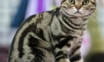 Изключителни костенурки котки: каква е тайната на тяхното оцветяване