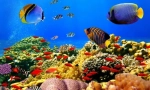 Екзотични рибни морета и океани