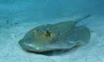 Електрически stingray