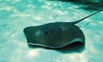 Електрически stingray