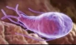 Как е кръвта на giardia?
