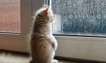 Как котката прогнозира времето