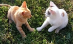 Как котката се приближава с котка?