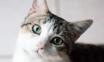 Как една котка вижда света