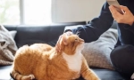 Как една котка влияе на човек