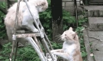 Как котката е защитена от врагове?