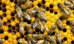Как да общувате пчелите