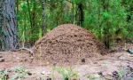 Как е подредена anthill?
