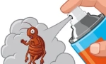 Как да донесете земни бълхи от дома?