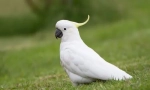 Какаво