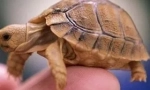 Какво е твоя костенурка?