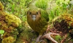 Kakapo: добродушен папагал, подобен на ол (9 снимки)