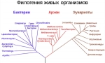 Какви са живите същества?