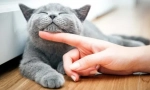 Какъв вид котка да започне за детето