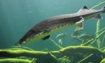 Калуга