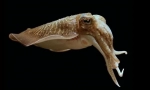 Лекарство caracatia