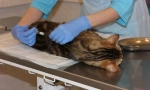 Катални котки и котки