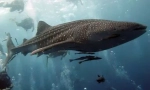 Китови акули - най-голямата риба в света (15 снимки)
