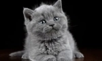 Сиви котенца за котенца