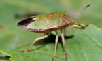 Blug smeychka