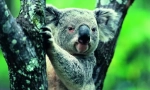 Koala: лятна мечка от австралия (животинска снимка)