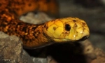 Cobra kapskaya